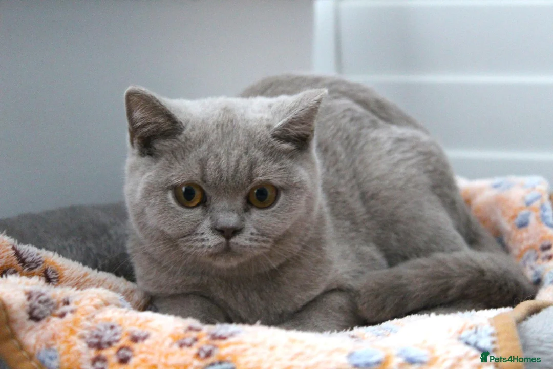 British Shorthair cats for sale: British Shorthair Lilac & Grey Blue Cute Kittens  - Advert 1