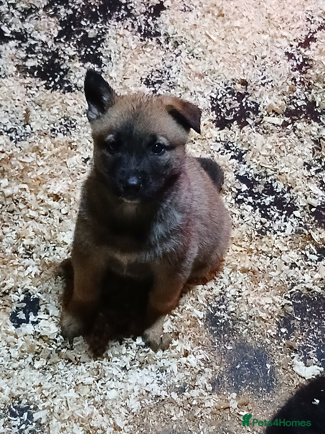 Mixed Breed dogs for sale: Belgium Mali x  - Advert 2