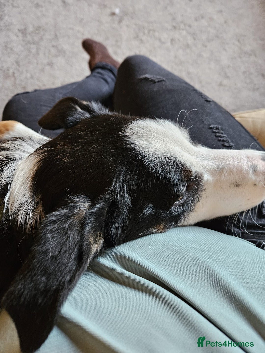 Border Collie dogs for sale: Border Collie Tri Colour - Advert 13