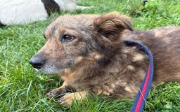 Mixed Breed dogs for adoption: Tommy - Gravesend. Kent  - Advert 5