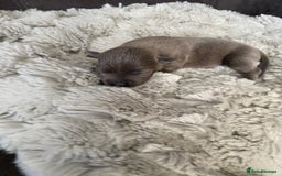 Staffordshire Bull Terrier dogs for sale: 🐾🐾Blue Staffordshire 🐾🐾 - Image 7