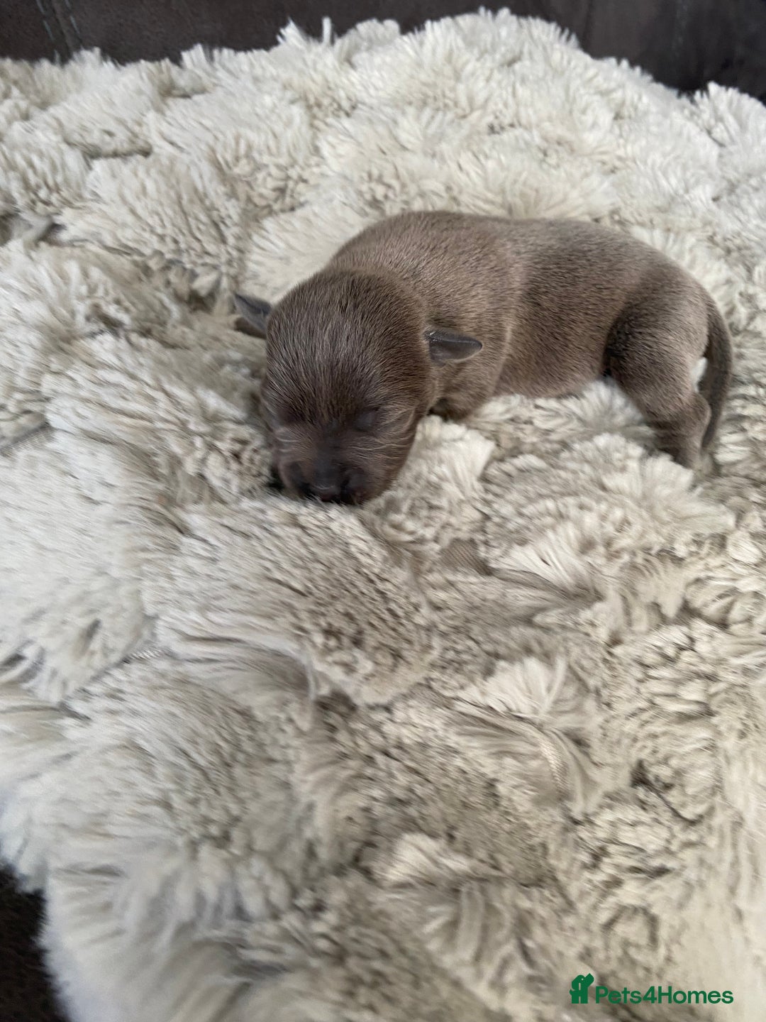 Staffordshire Bull Terrier dogs for sale: 🐾🐾Blue Staffordshire 🐾🐾 - Image 7