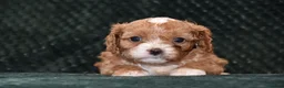 Cavapoo dogs for sale: F1 Toy Cavapoo Puppies Health Tested - Advert 11