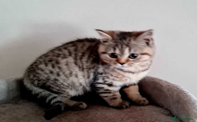 British Shorthair cats - Advert 7