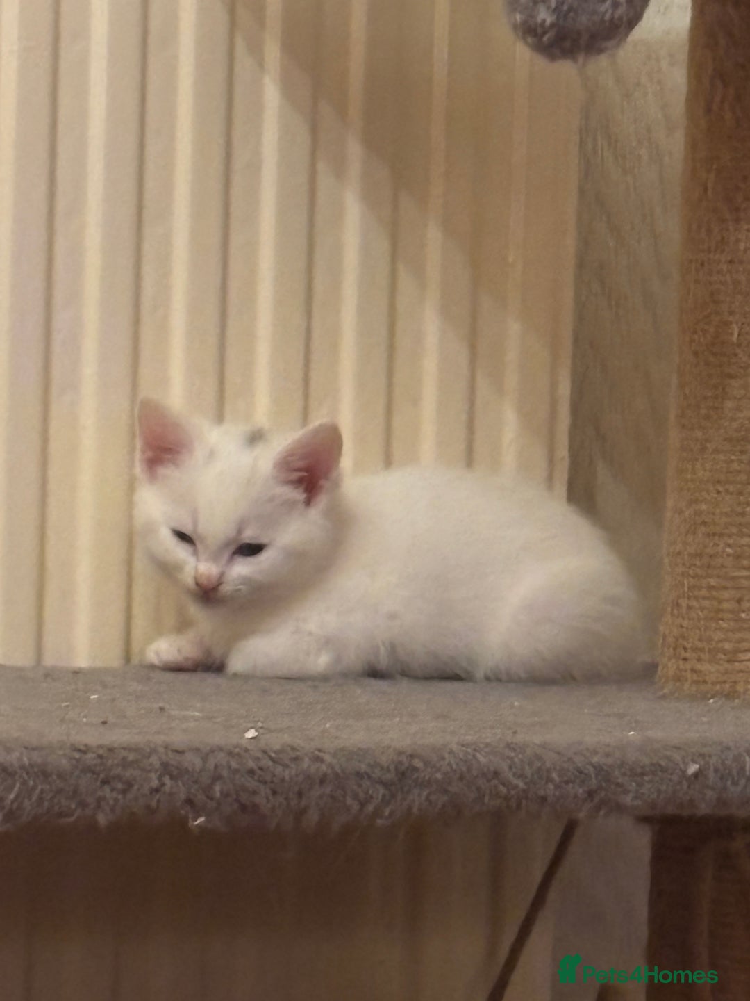 Mixed Breed cats for sale: 7 white kittens READY ASAP - Advert 16