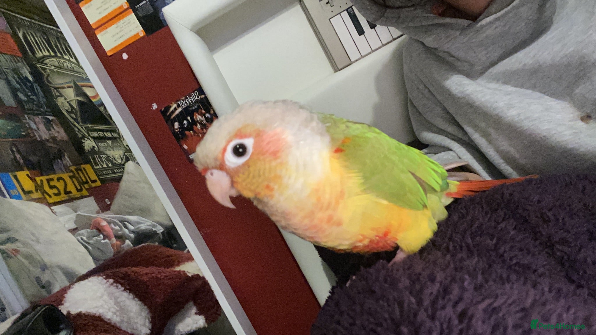 Conures birds 5-year-old pineapple green cheek conure - Advert 1