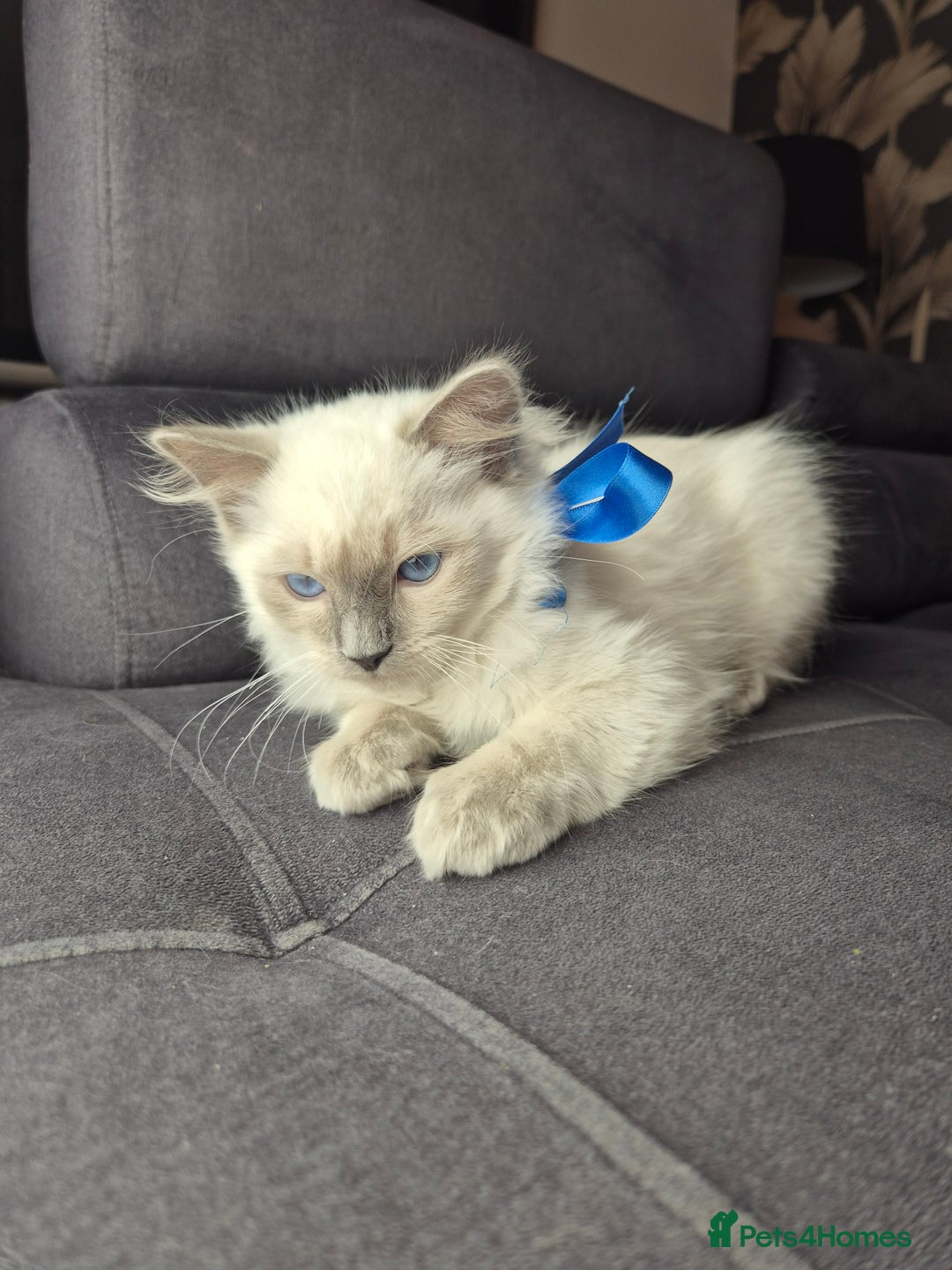 Ragdoll cats for sale: Purebred Ragdoll Kittens 13 Weeks 1 Male 3 Females - Advert 14