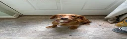Cocker Spaniel dogs for sale: Honey the cocker spaniel pup - Advert 1