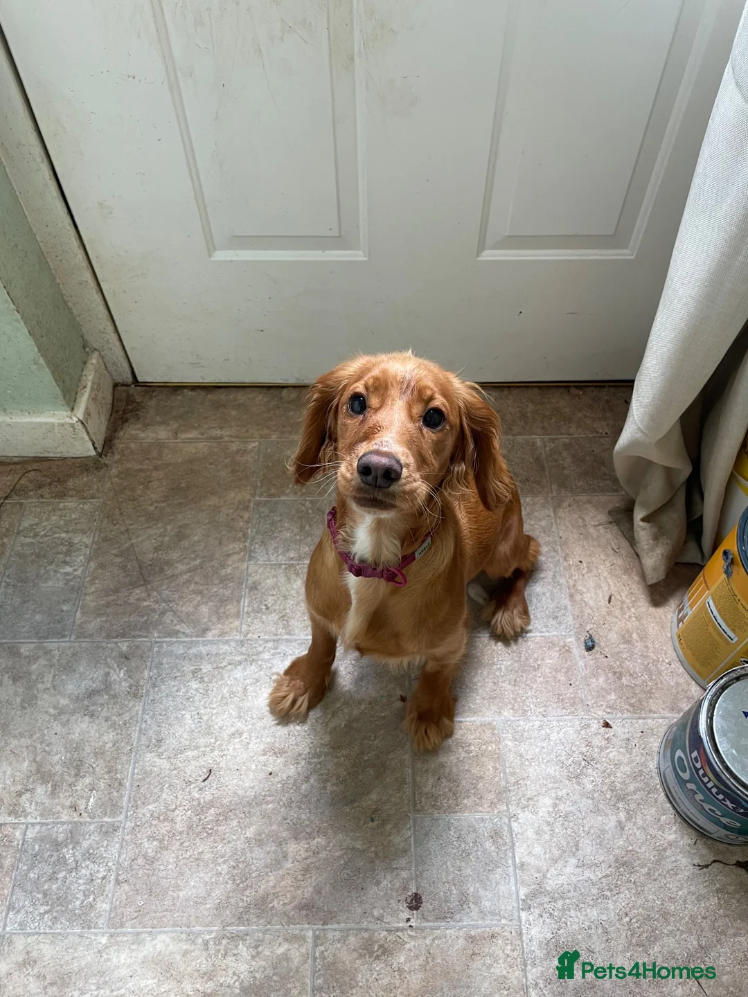 Cocker Spaniel dogs for sale: Honey the cocker spaniel pup - Advert 1