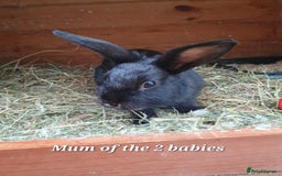 Mini Lop rabbits for sale: Spayed and neutered rabbits for adoption - Image 17
