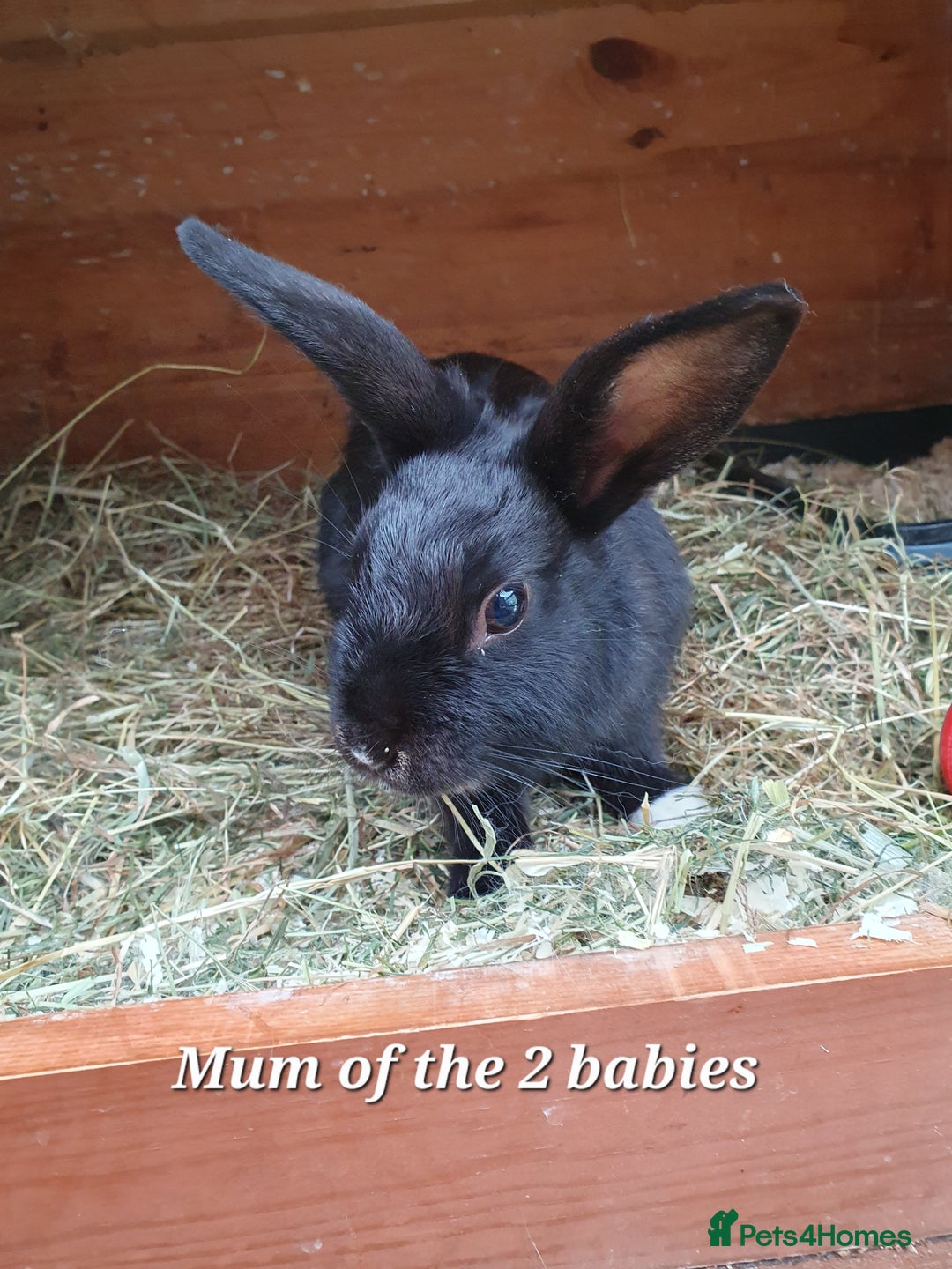 Mini Lop rabbits for sale: Spayed and neutered rabbits for adoption - Image 17