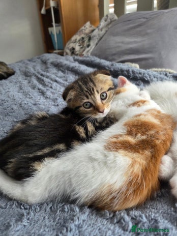 Scottish Fold cats - Advert 2