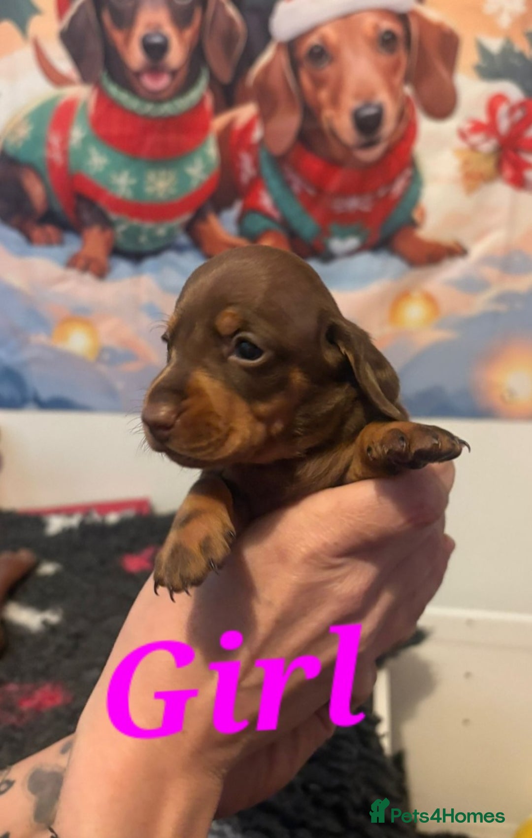 Dachshund dogs for sale: Beautiful kc Standard Dachshund Puppies  - Advert 3