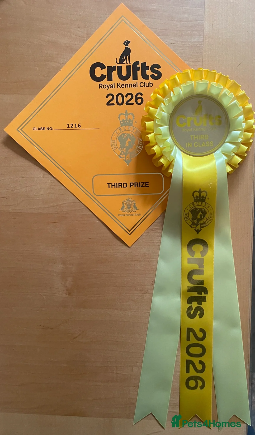 Staffordshire Bull Terrier dogs for stud: Placed 3rd at Crufts 2026 red & blue carrier stud  - Advert 2
