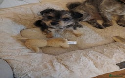 Mixed Breed dogs for sale: Jack russell cross border  - Image 1