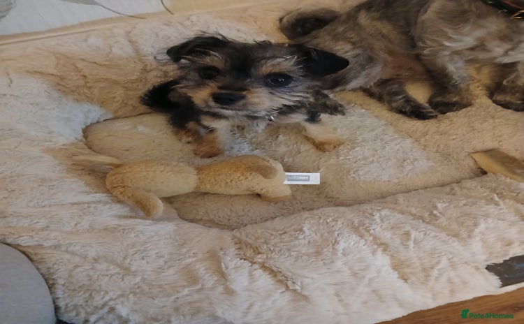 Mixed Breed dogs - Advert 1