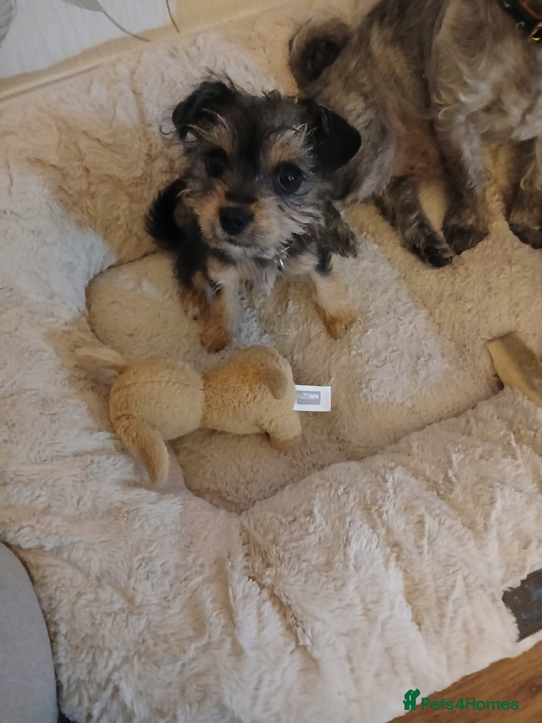 Mixed Breed dogs for sale: Jack russell cross border  - Image 1