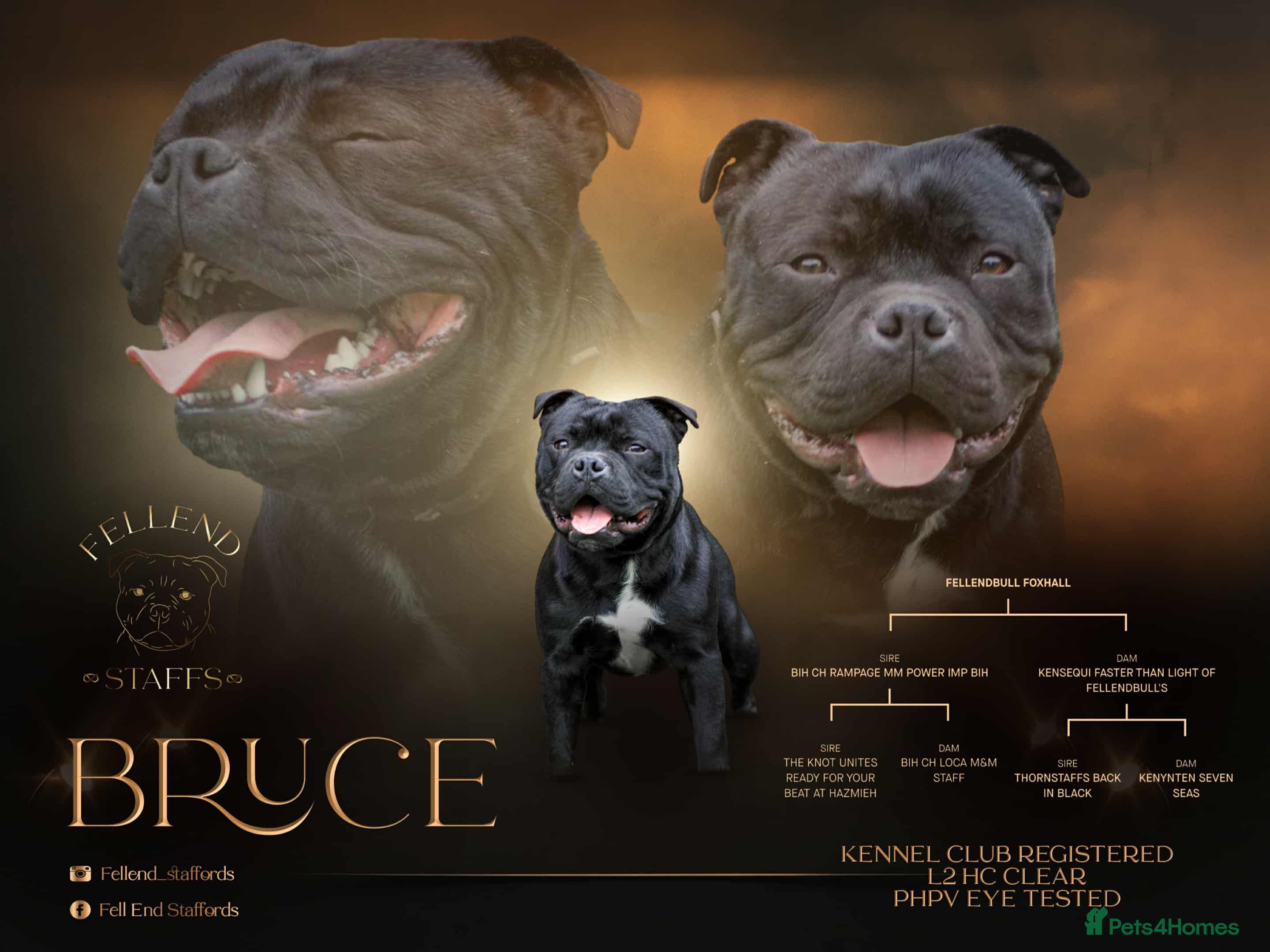 Staffordshire Bull Terrier dogs Champion sire black carrying blue Stafford stud  - Advert 8