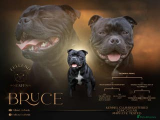 Staffordshire Bull Terrier dogs Champion sire black carrying blue Stafford stud - Advert 1