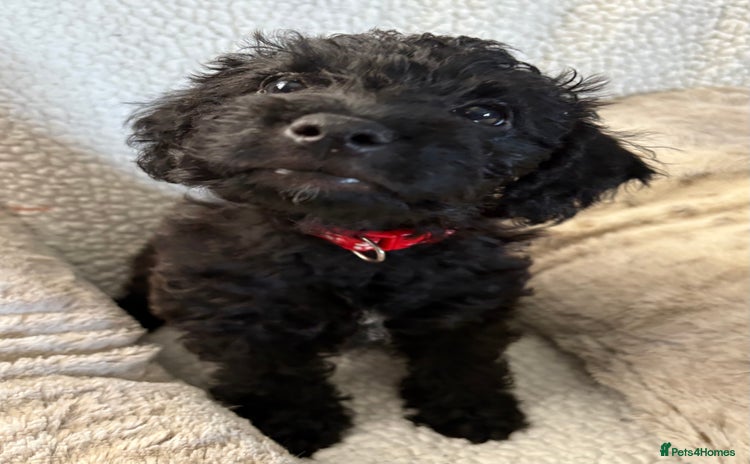 Mixed Breed dogs - Advert 2