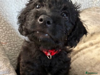 Mixed Breed dogs - Advert 17