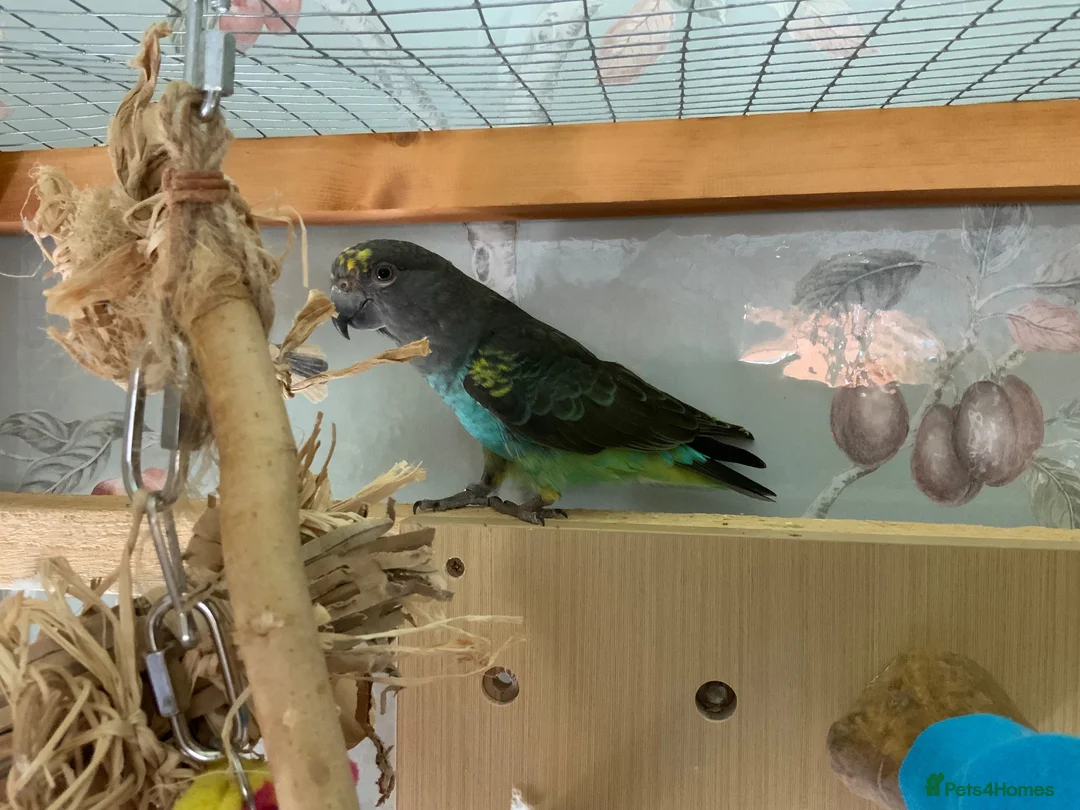 Parrots birds for sale: Male dna tested Myers parrot  - Advert 5