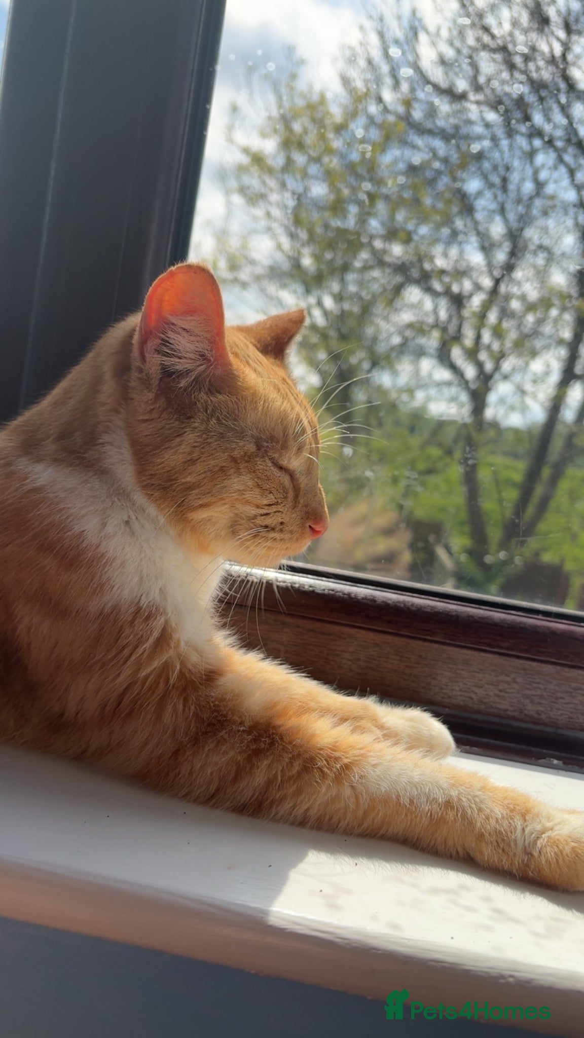 Domestic Shorthair cats Ginger Tabby Cat - Advert 7