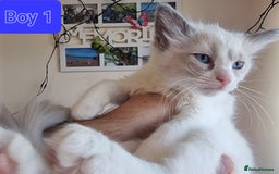 Ragdoll cats for sale: Beautiful ragdolls   - Image 6