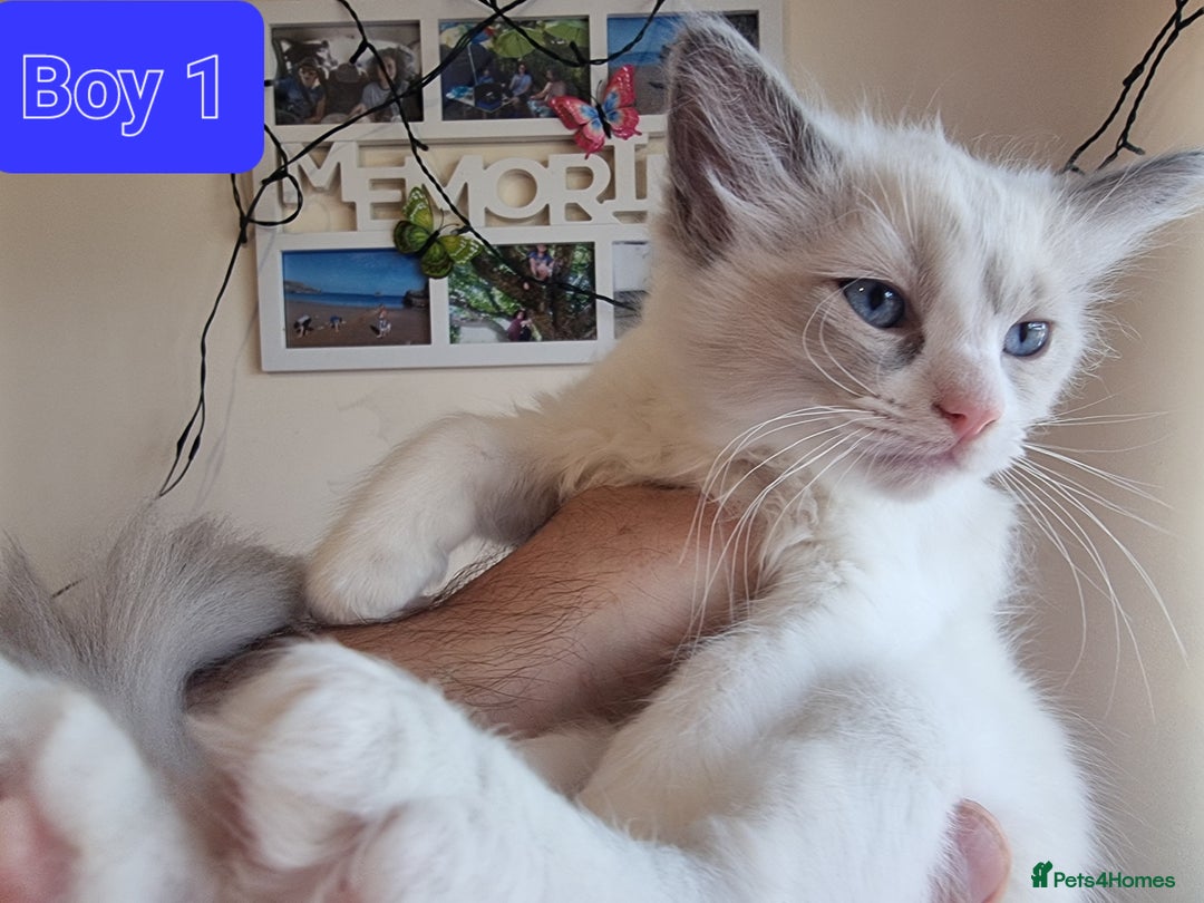 Ragdoll cats for sale: Beautiful ragdolls   - Image 6
