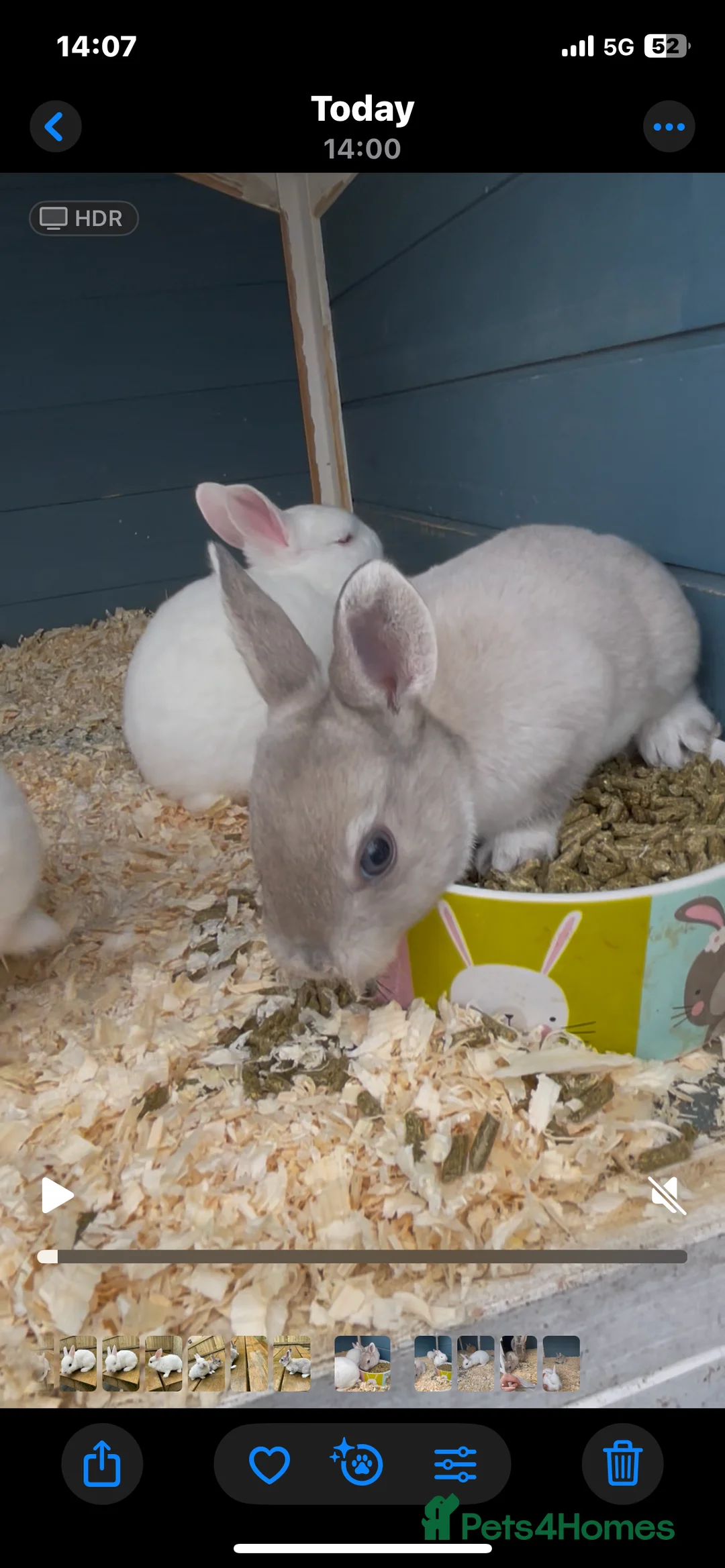 Rex rabbits for sale: 💖Pure bred mini Rex litter 💖 - Advert 1