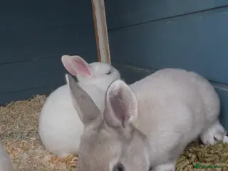 Rex rabbits 💖Pure bred mini Rex litter 💖 - Advert 12