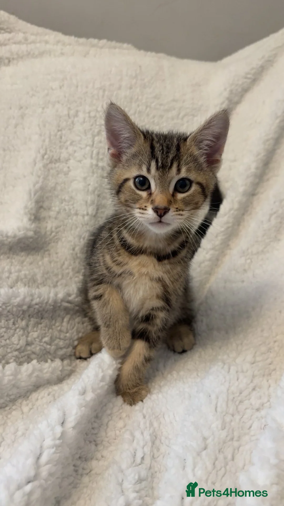 Bengal cats for sale: 2 bengal cats for sale in Newport - Advert 2