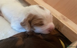 Cocker Spaniel dogs for sale: Gorgeous Working Cocker Spaniel Puppies  - Image 15