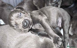 Cane Corso dogs for sale: Beautiful cane corso puppies  - Image 30