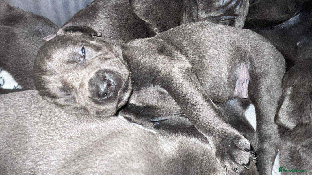 Cane Corso dogs for sale: Beautiful cane corso puppies  - Image 30