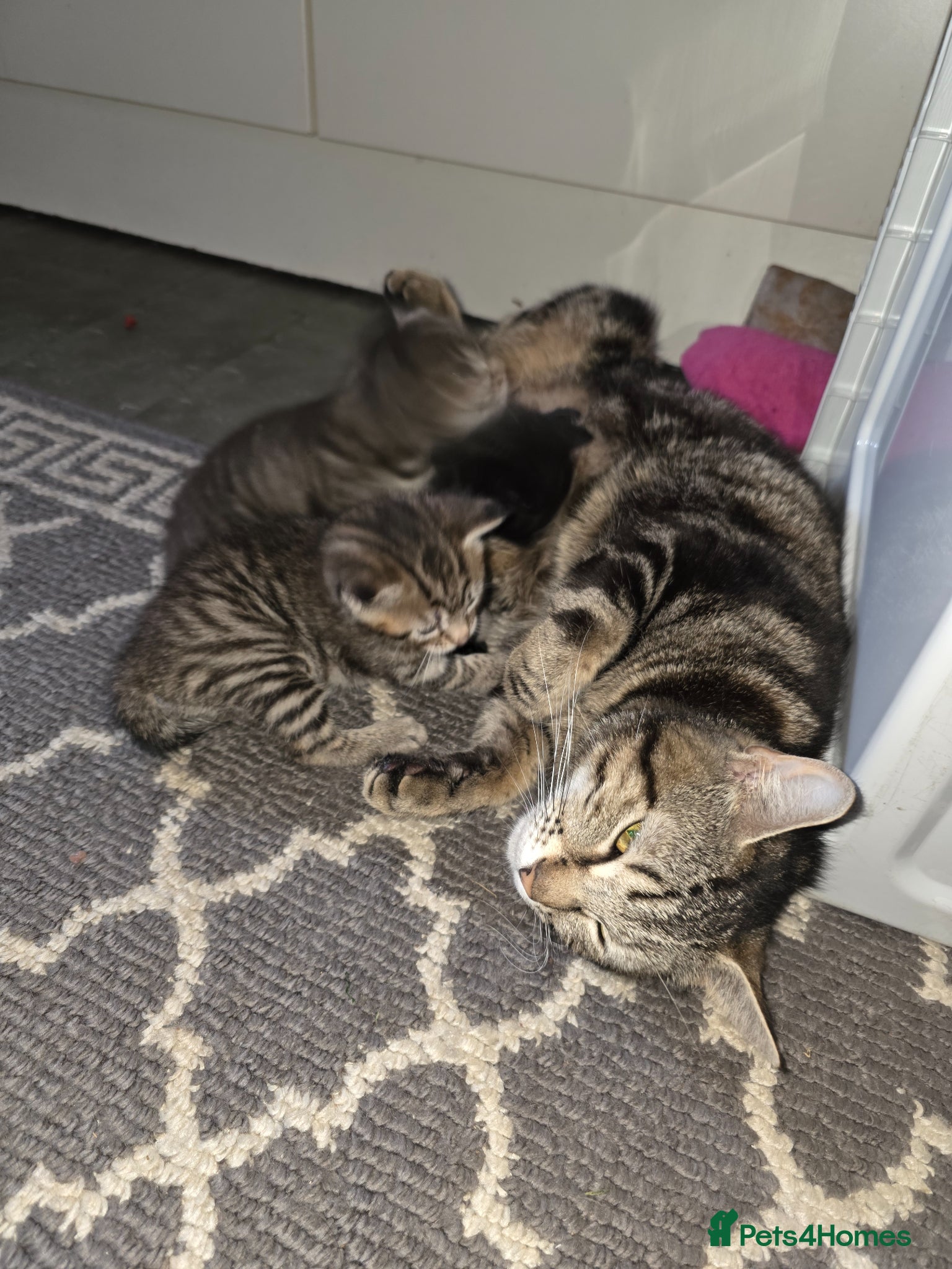 Domestic Shorthair cats Beautiful ShortHair Dom - Advert 11