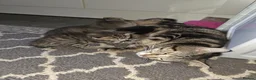 Domestic Shorthair cats for sale: Beautiful ShortHair Dom - Advert 1