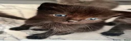 Ragdoll cats for sale: 1 Already reserved Fluffy Ragdoll Cross Kittens  - Advert 22