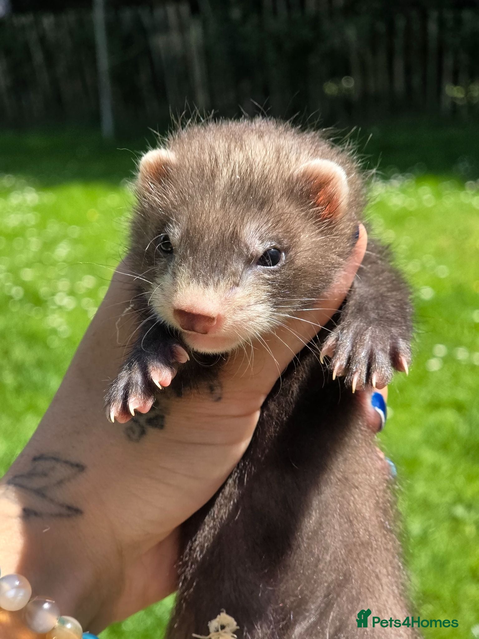 Ferret rodents Beautiful ferret kits - Advert 21