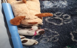 English Springer Spaniel dogs for sale: KC-ESS PUPPIES - DNA Health tested   - Image 25