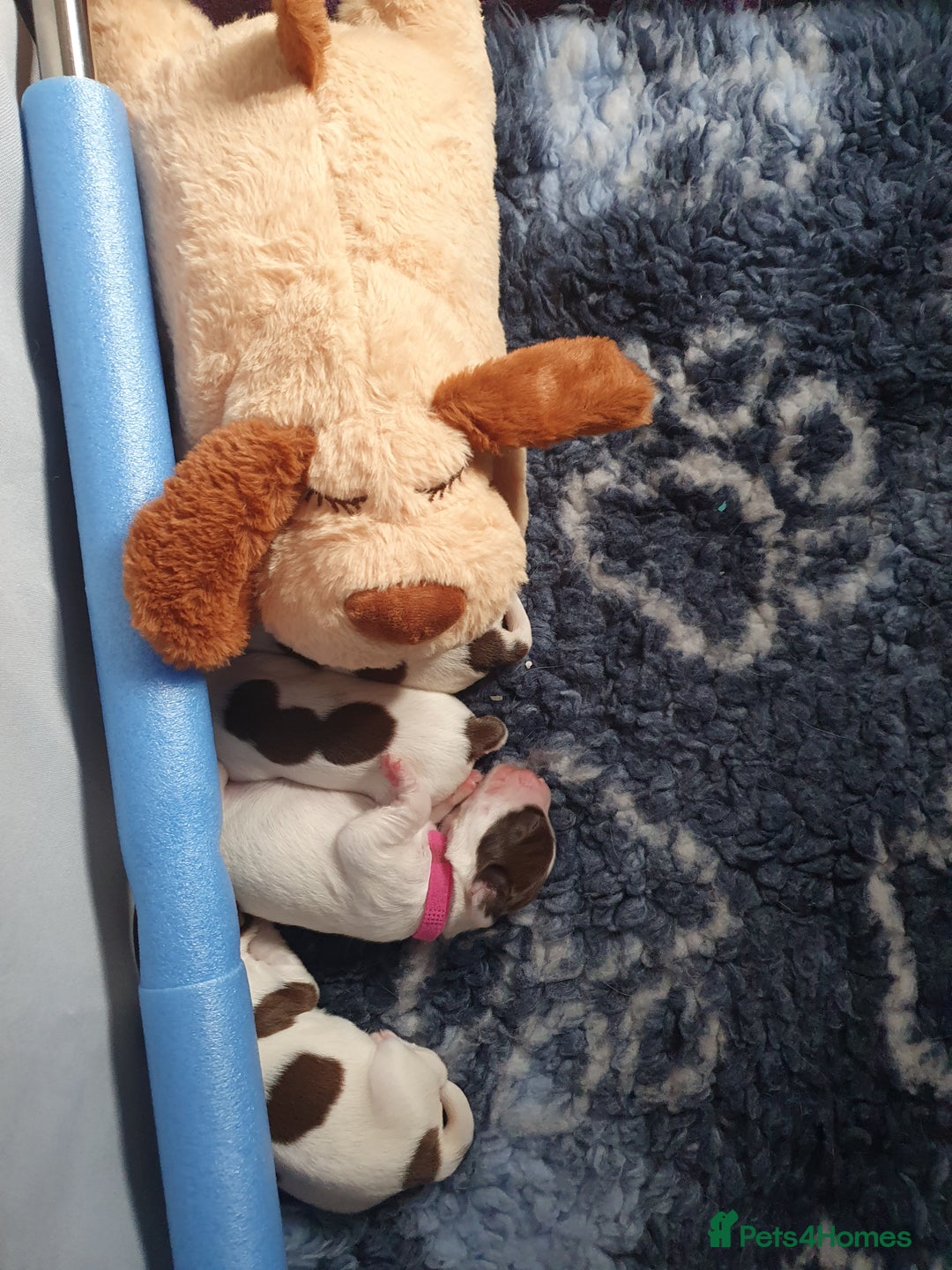 English Springer Spaniel dogs for sale: KC-ESS PUPPIES - DNA Health tested   - Image 25