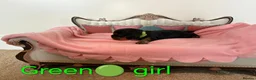 Cavalier King Charles Spaniel dogs for sale: Health Tested Cavalier King Charles  - Advert 12