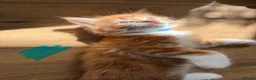 Mixed Breed cats for sale: 5 HALF-RAGDOLL KITTENS ❤️ - Advert 12