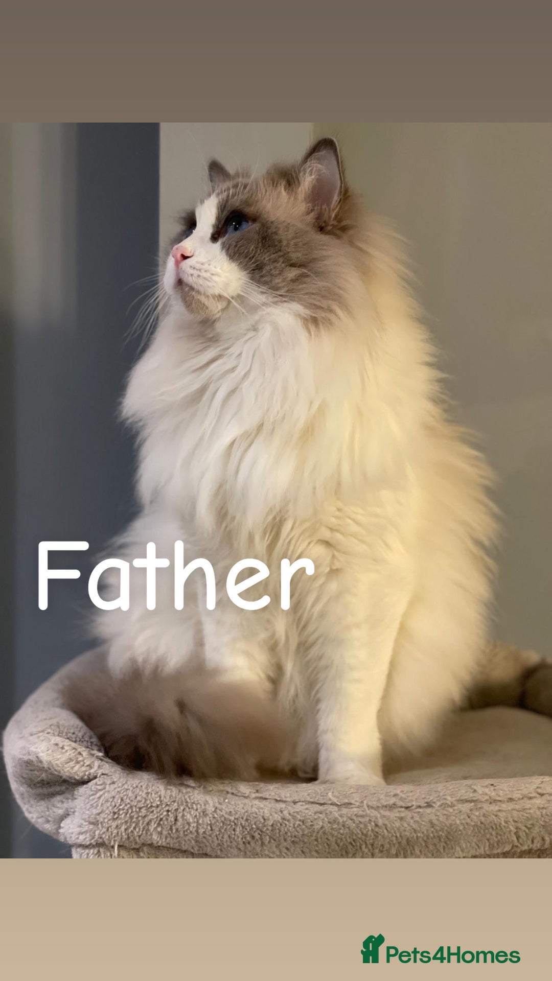 Ragdoll cats for sale: Ragdoll Blue Point/ Bicolor For Sale!!! - Advert 4