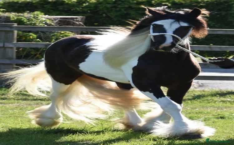 Other Breed horses - Advert 1