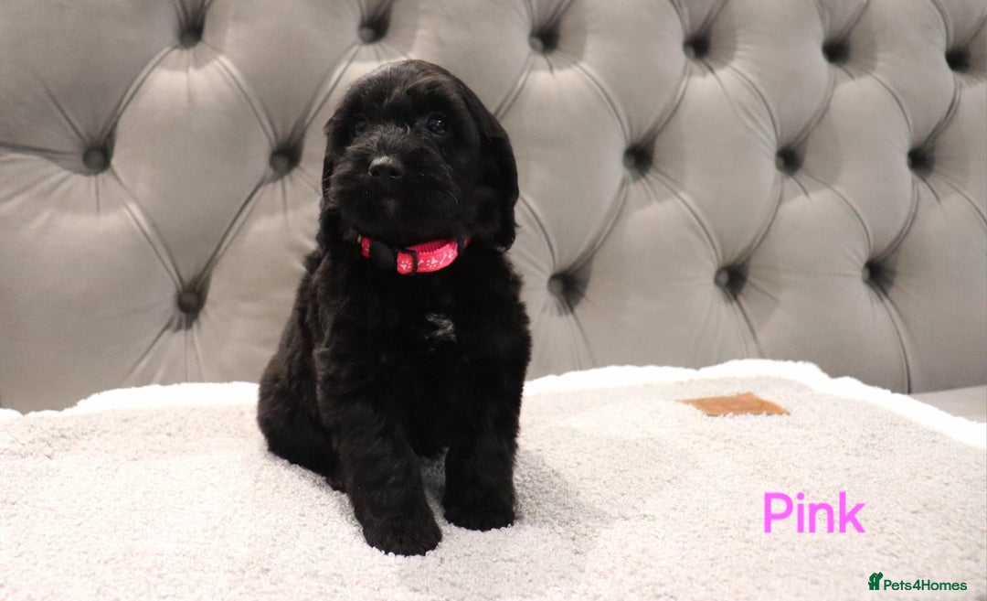 Cockapoo dogs for sale: Beautiful Cockapoos looking for their forever home - Advert 12