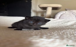 Ragdoll cats for sale: Half Ragdoll Kittens - Image 16