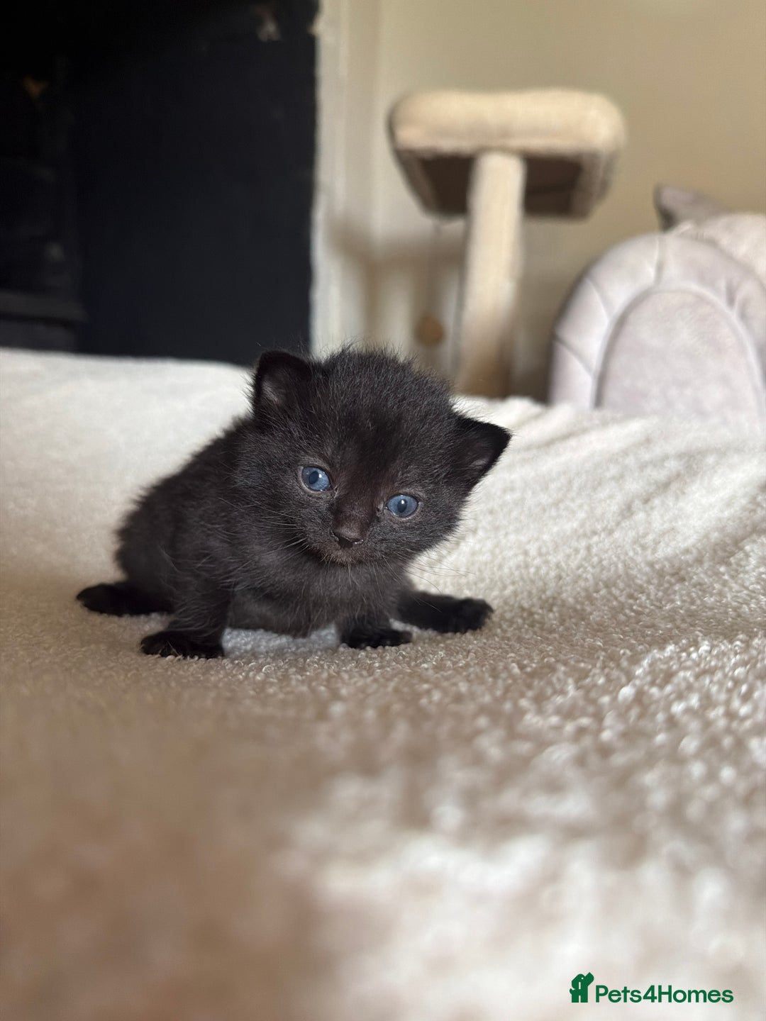 Ragdoll cats for sale: Half Ragdoll Kittens - Image 16