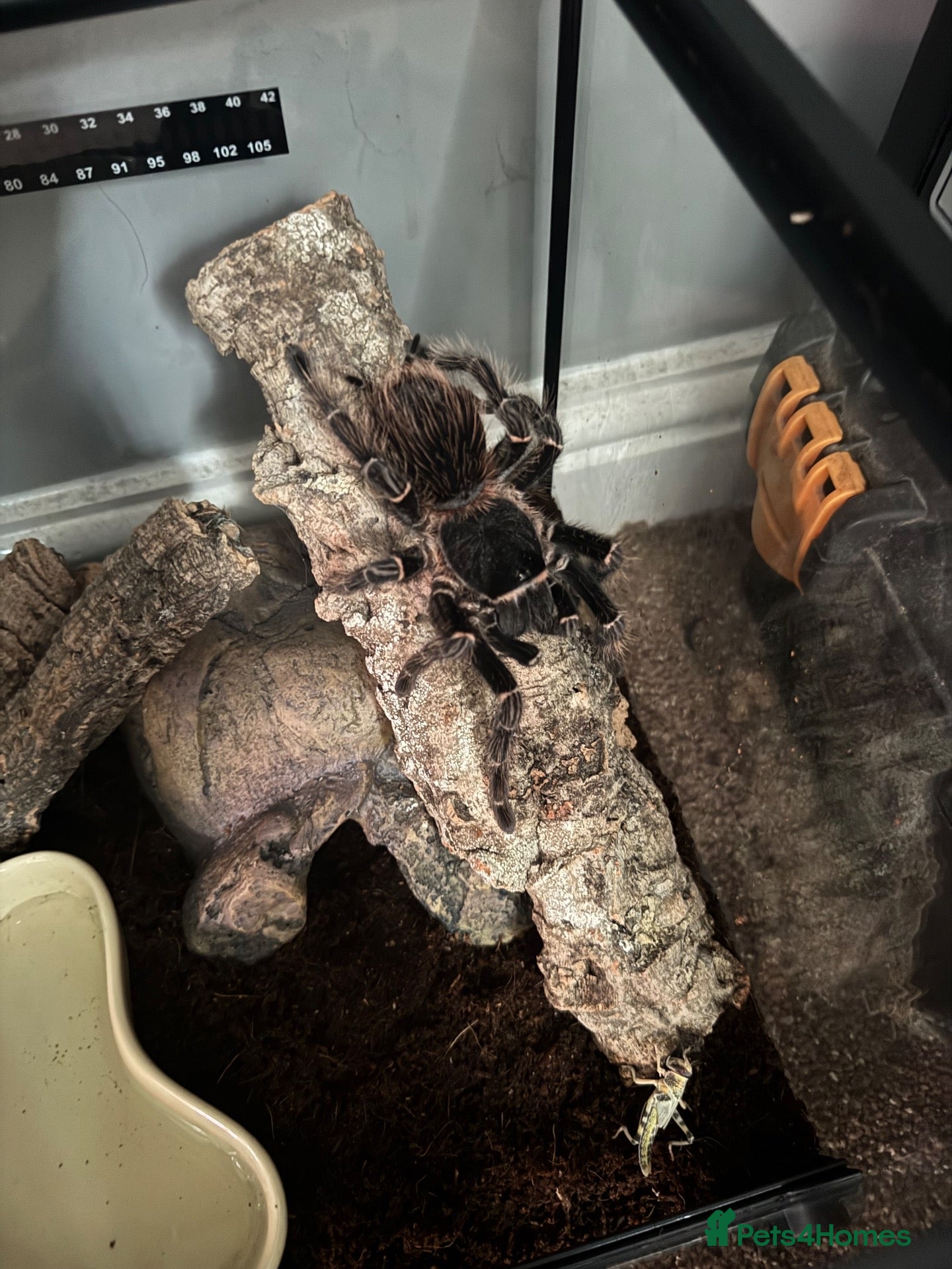 Spiders invertebrates Brazilian Salmon Pink Birdeater - Advert 2