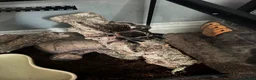 Spiders invertebrates for sale: Brazilian Salmon Pink Birdeater in Rossendale - Advert 2